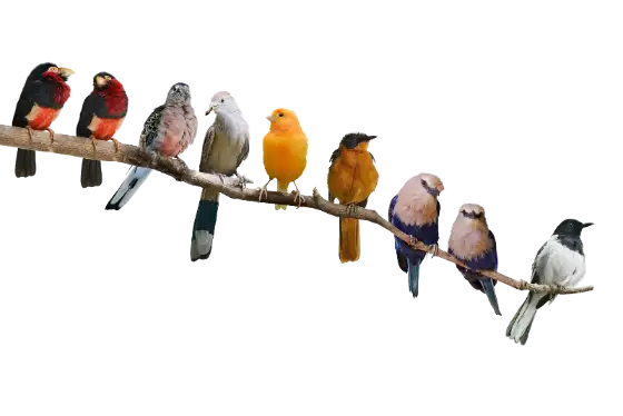 Oiseaux colorés alignés sur une branche